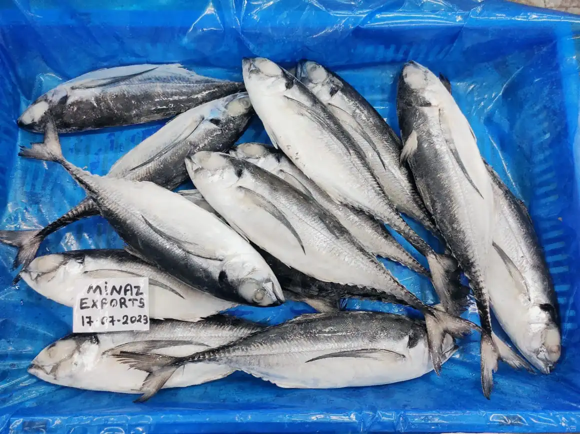 Horse Mackerel