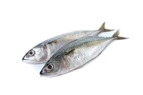 Indian mackerel
