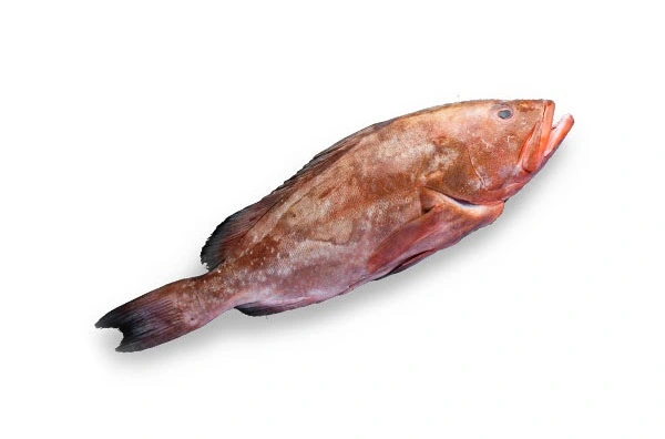 Reefcod