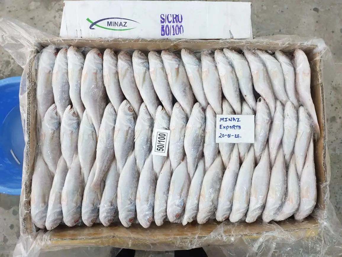 Silver Croaker (Pennahia argentata) - Image 3