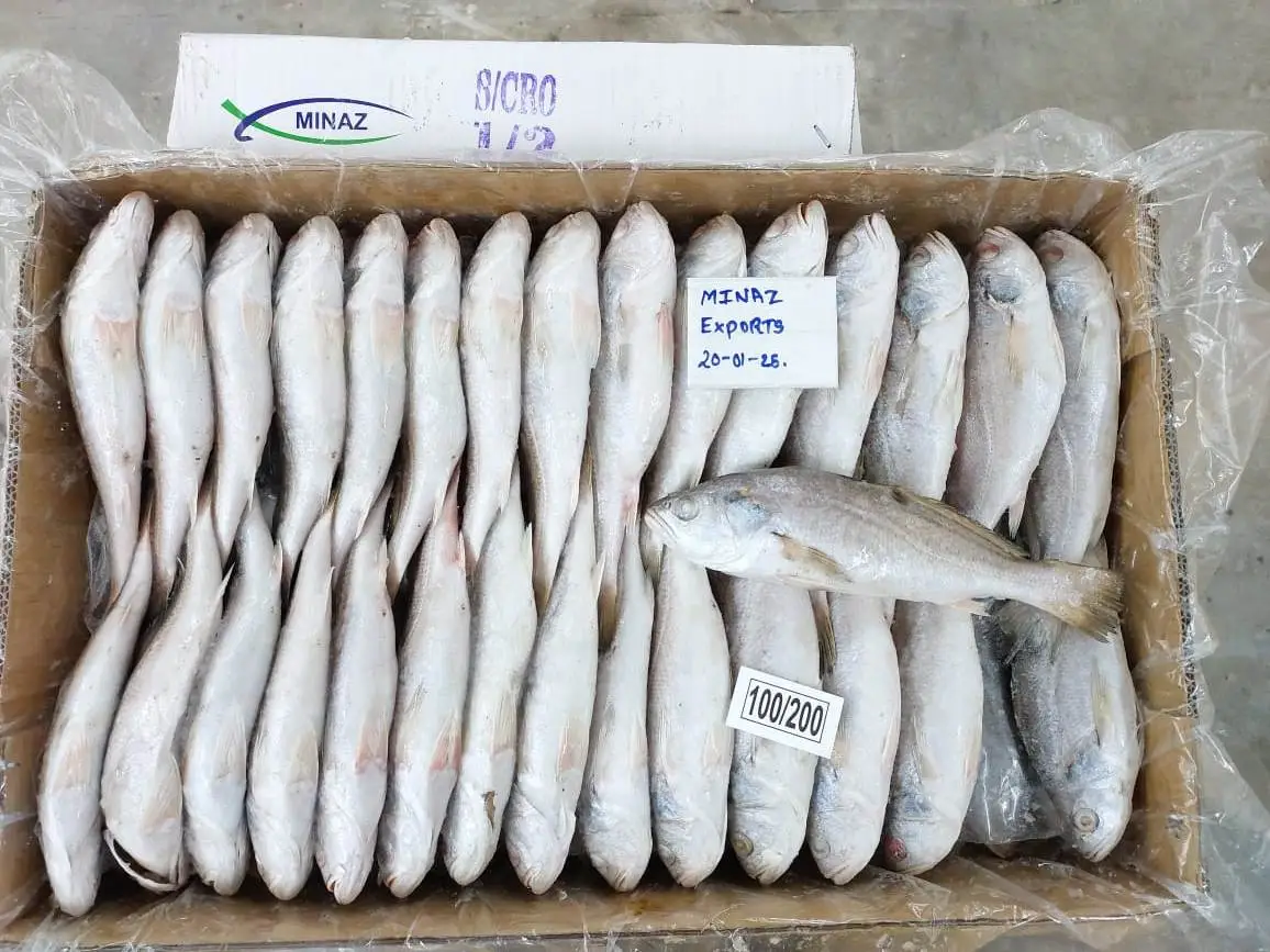 Silver Croaker (Pennahia argentata) - Image 4