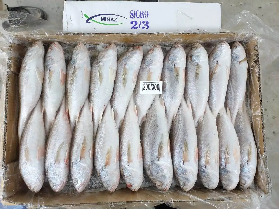 Silver Croaker (Pennahia argentata)