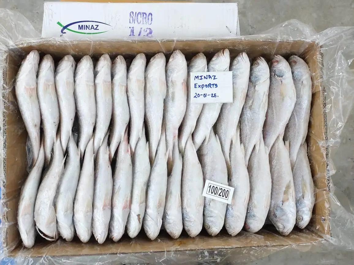 Silver Croaker (Pennahia argentata) - Image 2