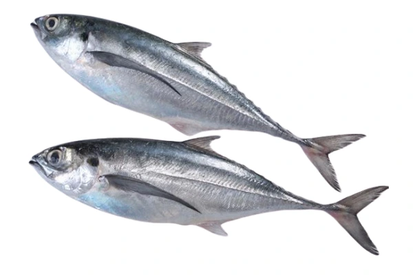 Horse Mackerel
