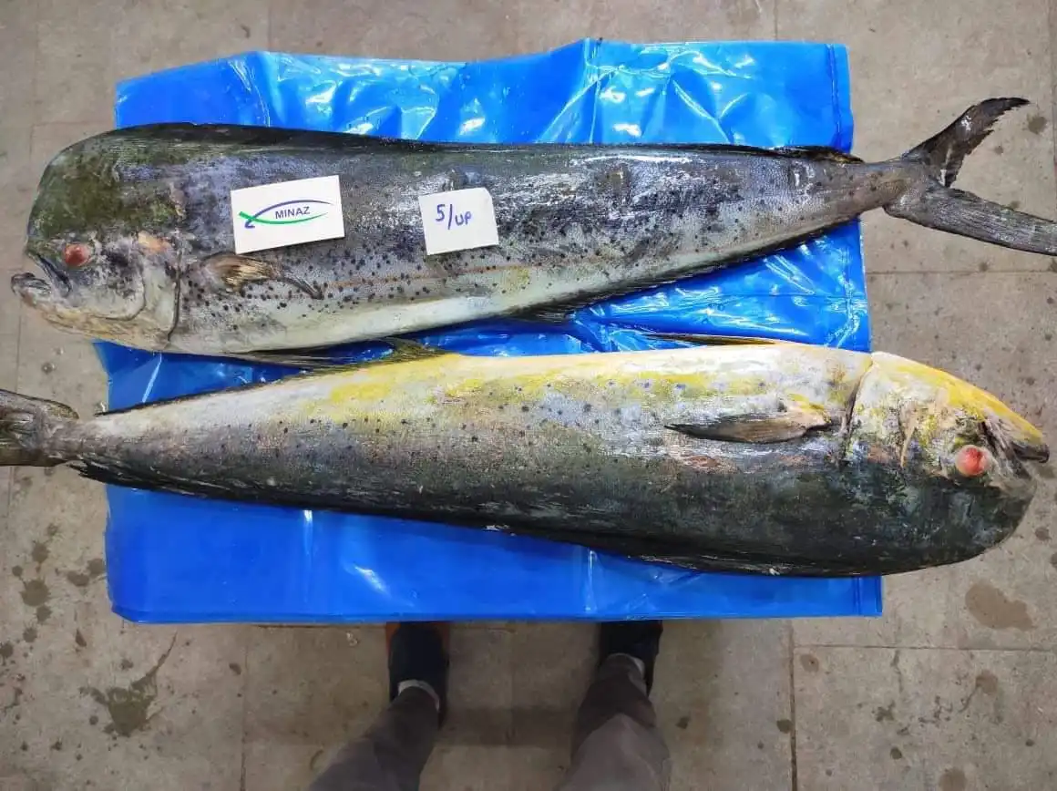 Mahi Mahi (Coryphaena hippurus)