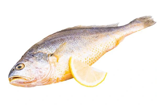 yellow croaker